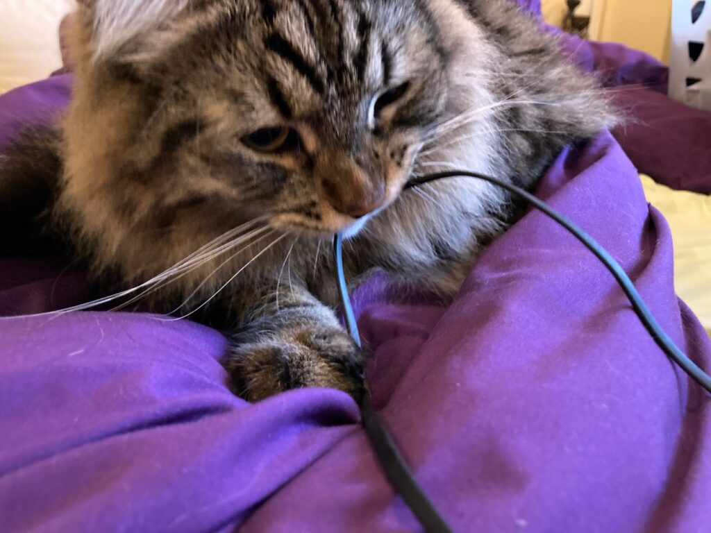 Prueba gatos y cables: el gato muerde el cable de 2 mm