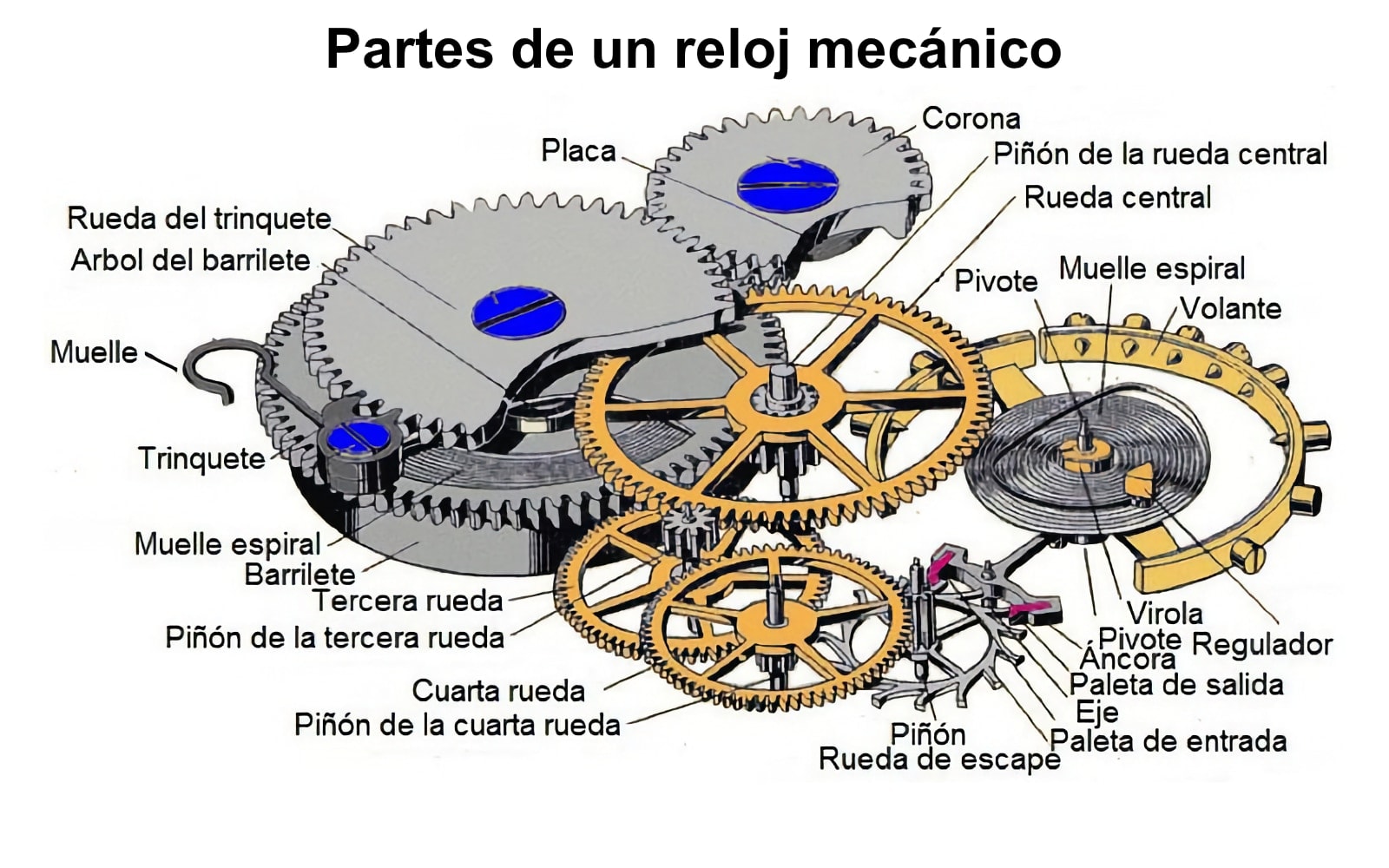 Diagrama con las Partes de un reloj mecánico: muelles, engranajes, oscilador...